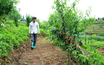 Mùa đào chín sớm trên cao nguyên Bắc Hà