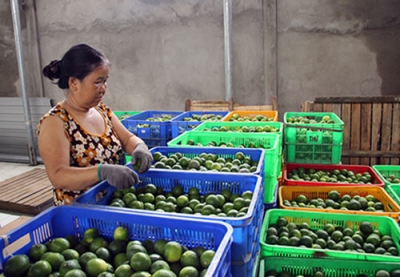 Hậu Giang: Thành công nhờ làm nông thông minh