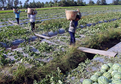 Nông sản rớt giá