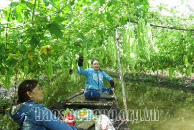 Cây màu “nở hoa” trên đất trồng mía