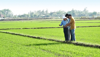 Dự án VnSAT Long An giúp nông dân tăng lợi nhuận, giảm chi phí sản xuất