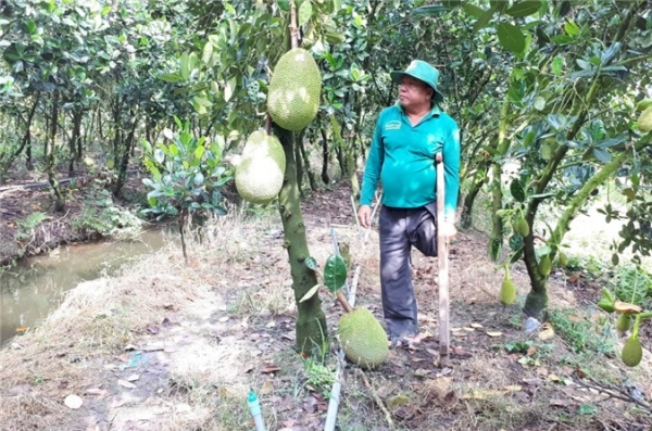 An Giang: Chống nạng trồng mít Thái, hái trái phải dùng thuyền chở