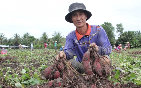 Khoai lang ở Vĩnh Long rớt giá