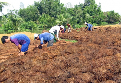 Nấm rơm cuối vụ giá tăng mạnh