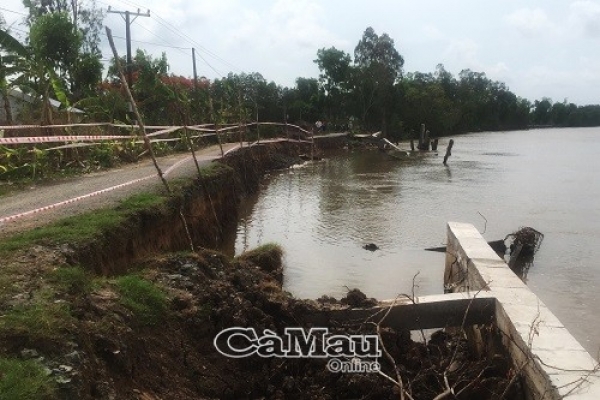 TP. Cà Mau: kè chống sạt lở... bị sạt lở nghiêm trọng