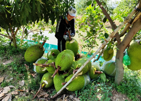 Để cây mít Thái phát huy hiệu quả lâu dài