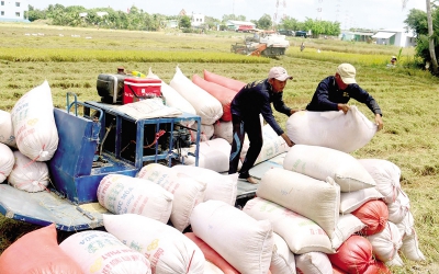 Nhập gạo là bình thường!