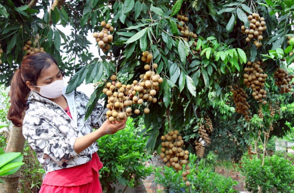 Nhãn hiệu tập thể: Bảo vệ, nâng tầm giá trị nông phẩm