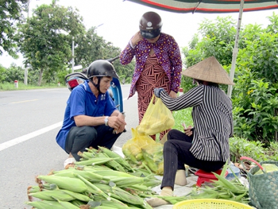 Giá bắp trái tăng mạnh