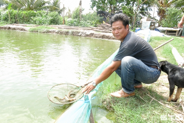 Cầm chắc đầu ra, nông dân Viên Bình rủ nhau nuôi cá chạch quế