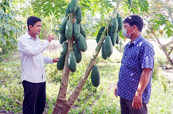 Trồng đu đủ ra nhiều thân, cho năng suất cao