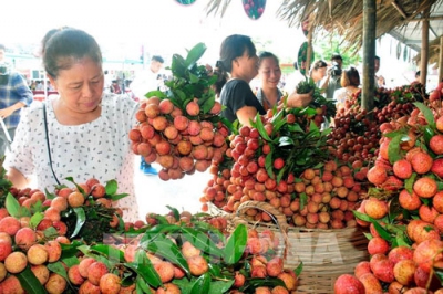 Vải thiều &#039;tiêu chuẩn quốc tế&#039; không đáp ứng đủ nhu cầu xuất khẩu