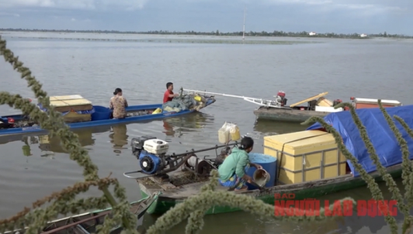 Lũ sắp đạt đỉnh, người dân miền Tây tất bật đánh bắt cá