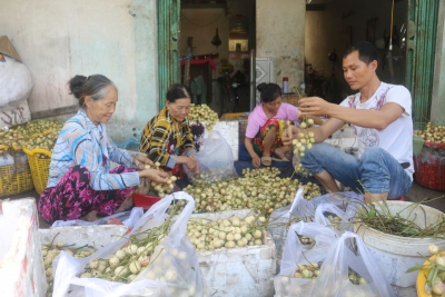 Đặc sản dâu Hạ Châu đang gặp khó