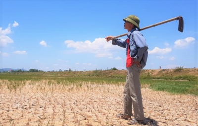 Hàng ngàn ha lúa chết cháy, ruộng đồng nứt toác vì đợt nắng nóng kỉ lục