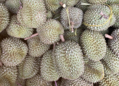 Gi&aacute; sầu ri&ecirc;ng rớt mạnh, nh&agrave; vườn tiếc h&ugrave;i hụi v&igrave; kh&ocirc;ng b&aacute;n sớm