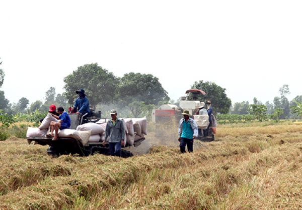 Thu hoạch hơn 1.500ha lúa Đông xuân