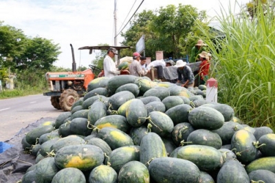 Trung Quốc kiểm soát gắt gao chất lượng dưa hấu Việt Nam khi nhập khẩu