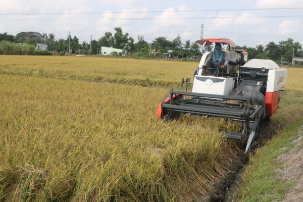 Lúa hè thu giữ giá tốt, nông dân phấn khởi