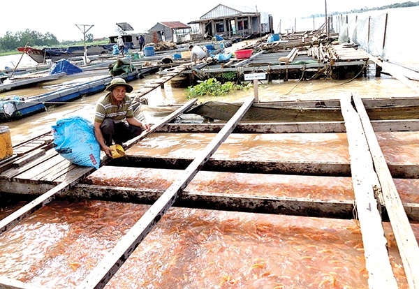 Làm giàu với nghề nuôi cá bè