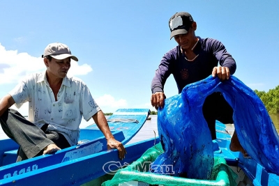 Nỗi lo mùa khai thác cá kèo giống