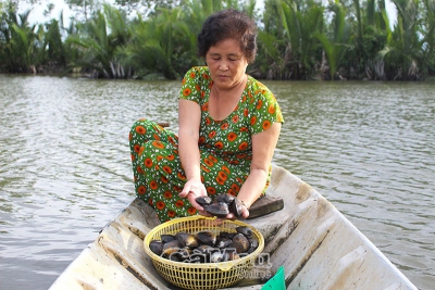 Nuôi vọp trong vuông tôm