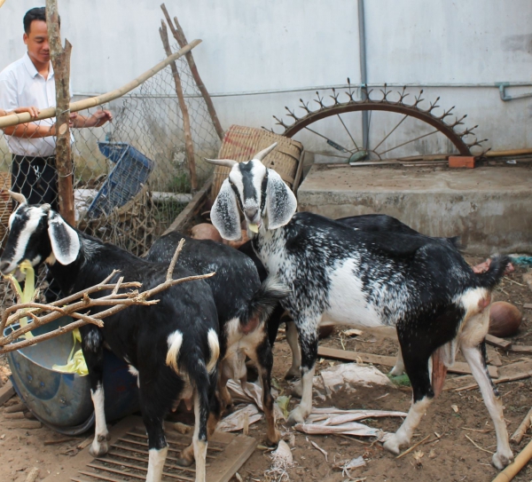 Giá dê thịt tăng cao, người nuôi có lời