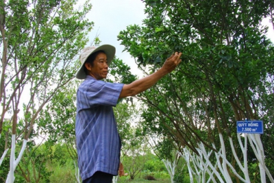 Bảo tồn quýt hồng Lai Vung