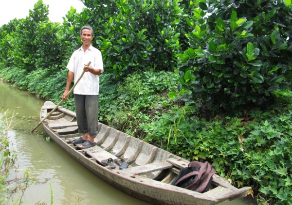 Trồng mít Thái, nuôi cá lãi cao