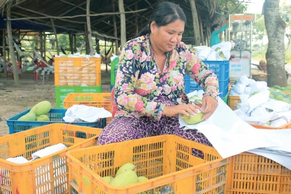 Để ngành hàng rau quả xuất khẩu ổn định