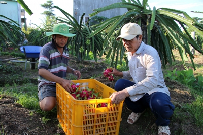 Giá thanh long ruột đỏ giảm mạnh