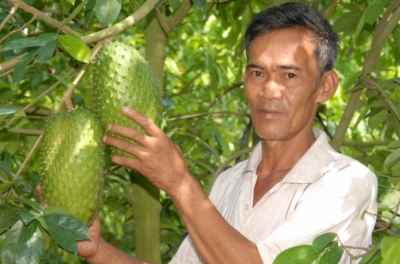 Mãng cầu xiêm, cây làm giàu cho nông dân Hậu Giang