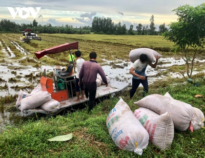 Giá lúa tăng nhưng năng suất lúa lại giảm do đổ ngã, ngập úng