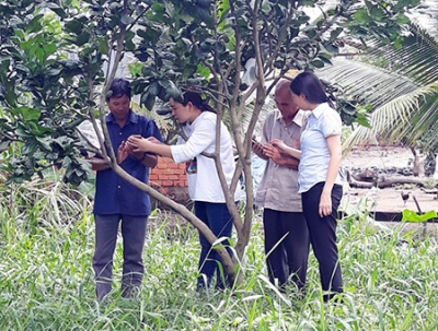 Phát triển vùng bưởi chuyên canh