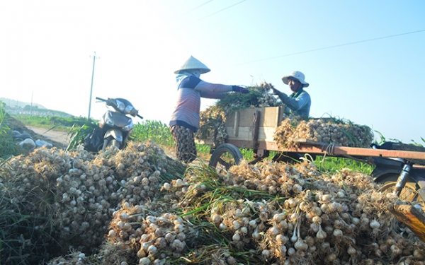 Phát triển thương hiệu tỏi Lý Sơn