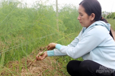 Đồng Tháp: Trồng măng tây thu nhập ổn định