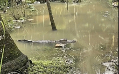 Cần Thơ: C&aacute; sấu xuất hiện s&aacute;t nh&agrave; d&acirc;n, cơ quan chức năng v&agrave;o cuộc