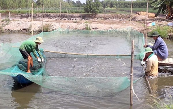 Nuôi cá trê vàng lãi gần 15.000 đồng/kg