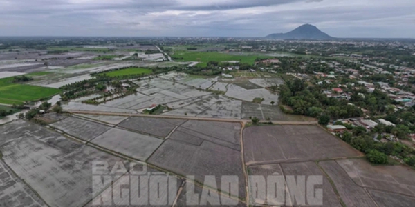 Tây Ninh: Xử lý nghiêm việc xây nhà trái phép trên đất trồng lúa