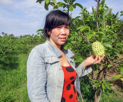 Trồng mãng cầu ta Thái ở vùng chuyên canh cây có múi