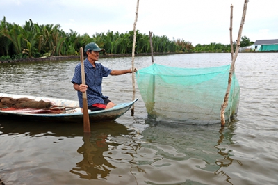 Nguy cơ thất thu vụ tôm