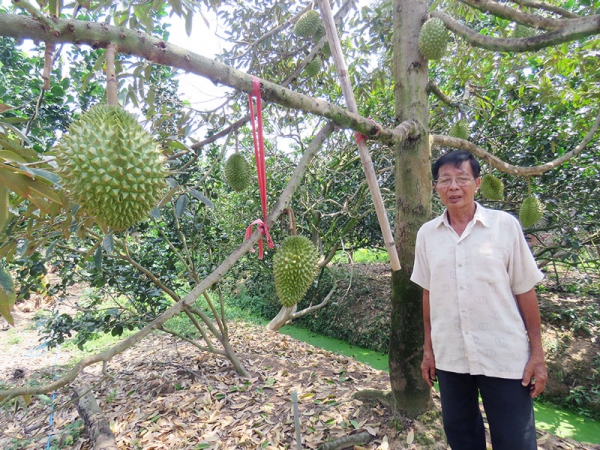 Kinh nghiệm bảo vệ vườn cây trái