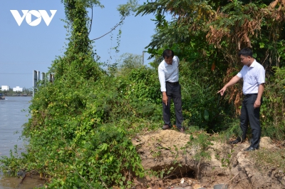 Báo động sạt lở lớn tại bờ sông Mỏ Cày, Bến Tre