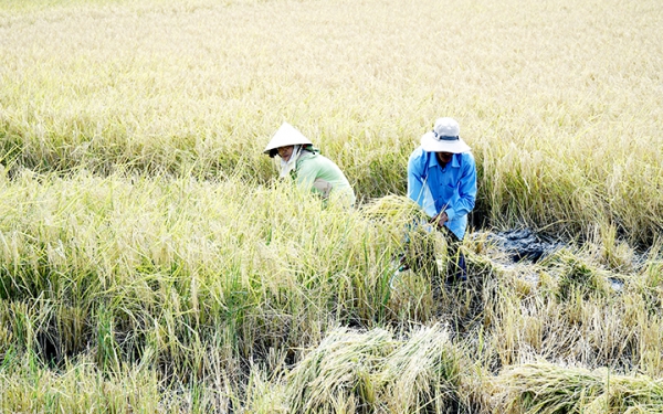 Lúa thơm - tôm sạch ở Sóc Trăng