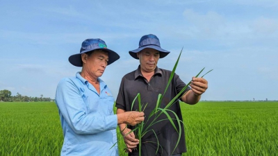 Kỷ lục của một n&ocirc;ng d&acirc;n xuất sắc ở Cần Thơ