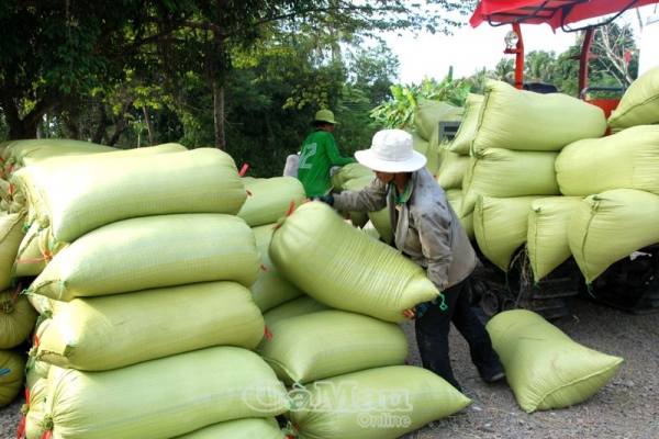 Liên kết hợp tác Hướng đến sản xuất bền vững