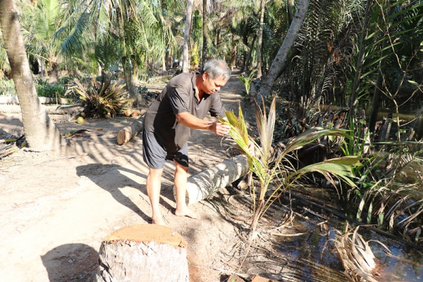 Sâu đầu đen phá hại dừa đang lan nhanh