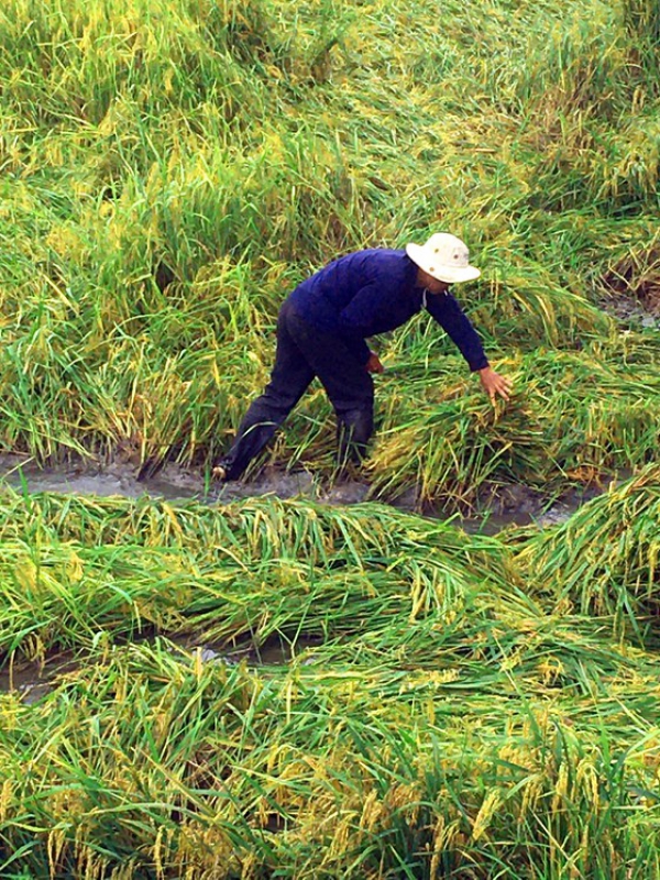 Hậu Giang: Gần 10.000ha lúa, cây ăn trái thiệt hại do mưa lũ