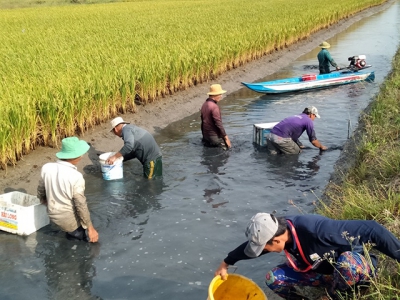 Bạc Liêu: Nhân rộng mô hình nuôi tôm kết hợp