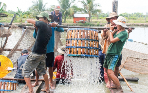 Giá cá tra khởi sắc nhưng người nuôi vẫn chưa có lời